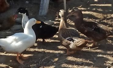satdig quslar: Ördəklər – dekorativ və yumurta istiqamətli Təsvir: - Çeşidli rəng — 4