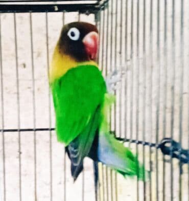 Tutuquşları: Фишара и неразлучники Продажа в Баку Кому интересно звоните и пишите — 4