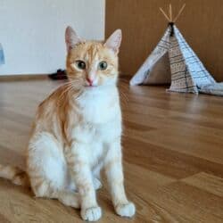 отдам в хорошие руки маленькую собачку: Самка, В добрые руки, Самовывоз — 1