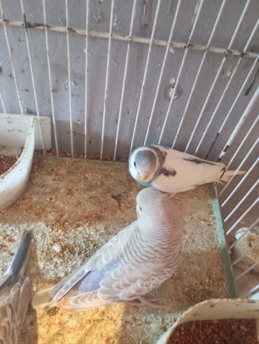 fireng quşu: Biri 9 manat rengbereng balalar Unvan Bileceri — 6