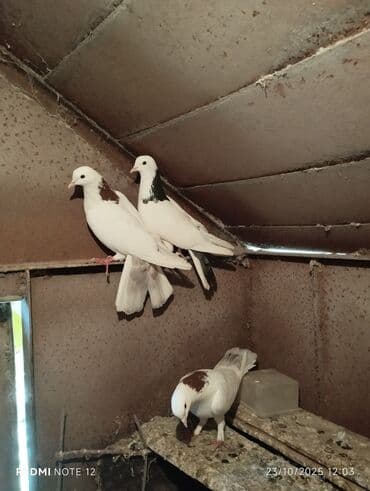 доска объявлений птицы: Tam sağlam 10 quş,tək tək ayrı qiymət real alıcıya endirimdə olacaq — 11