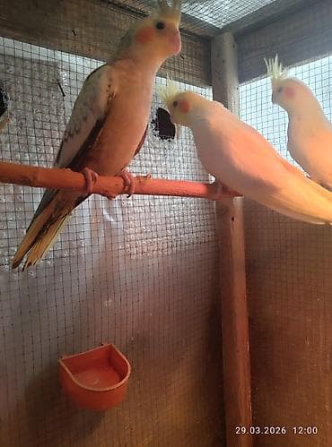 qartal quşu: 1 ay yarımlıq karella balaları,yemə düşsün satılacaq,15 günə yemə — 1