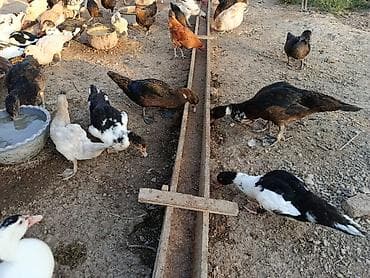 gence toyuq cuce: Salam mayin 15 cixan ordeylerdi satilir unvan yasma bagalri — 3