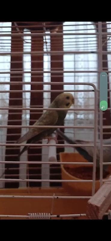 Digər heyvanlar: Cut Rainbos satlır.Qefes qarlslq.Cute dusubler — 4