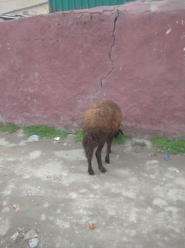 Другие с/х животные: Ana bala qoyun balası disdi qoyun morkaramandi buynuzlu qoyundu qoyun — 1