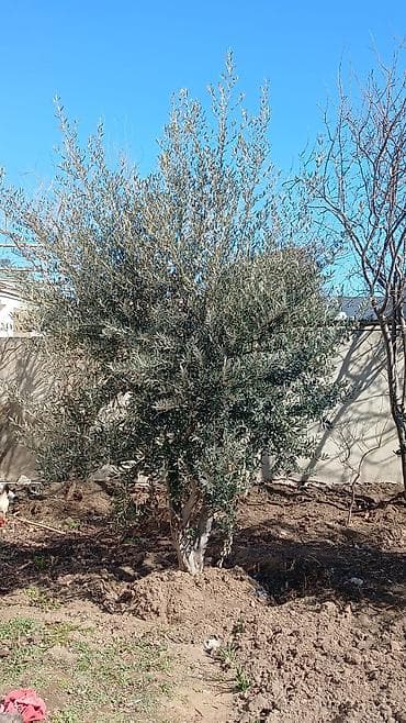 tuya ağacı yağı: Məhsul: Zeytun ağacları (bağ və landşaft üçün) - Növ: Zeytun (Olea — 4
