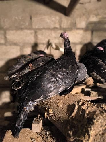 heyvan satilir: Salam.Unvan Bine qesebesi.diri cekiyle satilir.amerikan bronz — 2