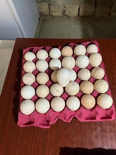 Amerikan Bronz hinduşka yumurtası