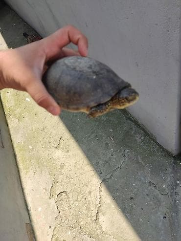 ev heyvanı satışı: Quru tisbaxasi el boydadi — 4