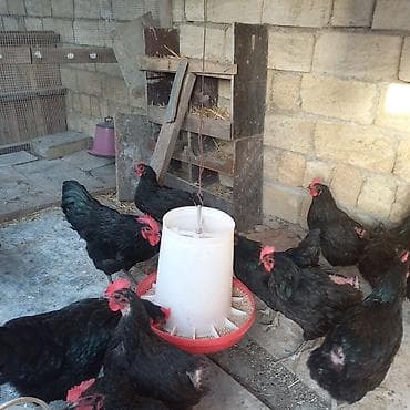 bramo toyuq: Məhsul: Alman cinsi tam orginal Avstroloblar xoruz və yumurtayan — 4