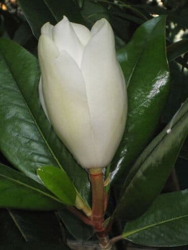 Ağ rəngli Maqnoliya, həm bağınızda gözəl bir dekorasiya, həm də ətirli lalafo.az -da Ağ rəngli Maqnoliya, həm bağınızda gözəl bir dekorasiya, həm də ətirli