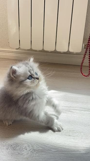 pisiy adlari: Erkək, Yaxşı əllərə, Ünvandan götürmə — 3