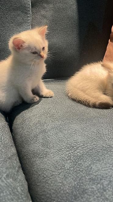 britanski pisik: Britan — 8