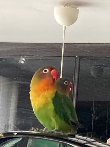 лоток для кошек баку: Gözel quşdur — 1