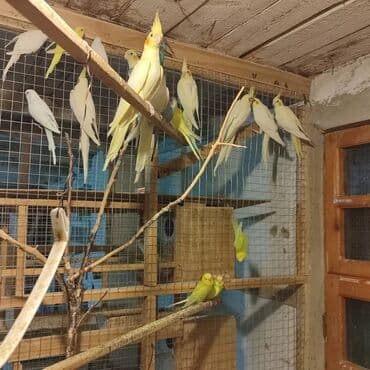 Korela quşları hamısı cütə hazır biri 50 azn