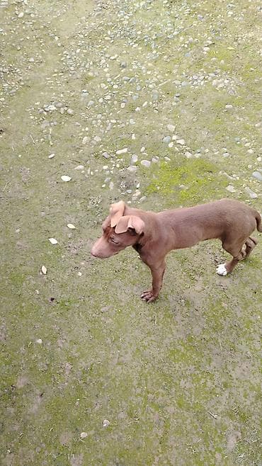 Pitbul, 2 ay, Erkek, Peyvəndli