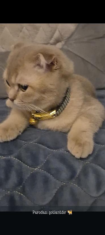 balaca sirin pisikler: Şotland — 1