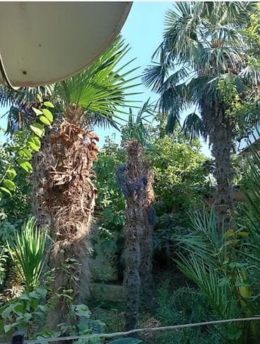 Деревья: Canlı palma ağacları – bağ və həyət üçün - Növ: Fan palm — 1