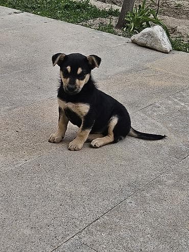 tap. az ov itleri: Peyvəndli — 1