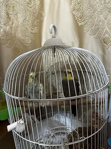 Quşlar: Askm deyir cici kus deyir fiti tekrar edir ehni zamanda opucuk sesin — 2