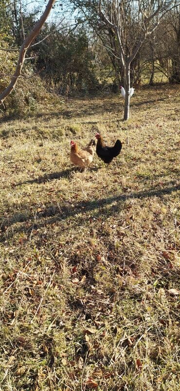 Tərəvəzlər: Məhsul: Kənd toyuğunun yumurtası Təsvir: - Həyət şəraitində, açıq — 3