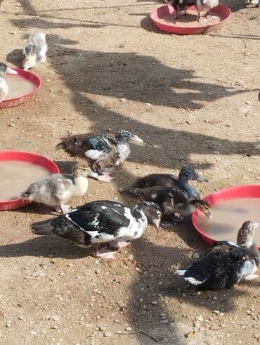 ördək neçə günə bala çıxarır: Lal ördəklər Macar və Krasnadar sortudur 55 günlüklər 10 manat 25 — 3