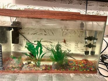 Şüşə akvarium balıq və su bitkiləri üçün uyğun bir yaşayış mühitidir