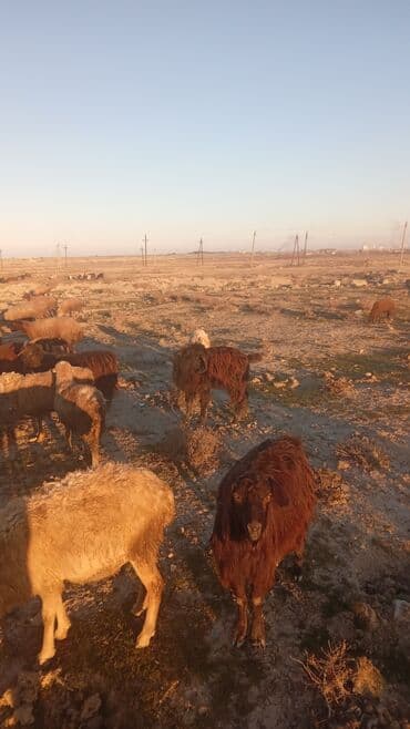 Satılır: Qoyun-keçi sürüsü - Növ: Xalı, yerli qarabaş tiplərində