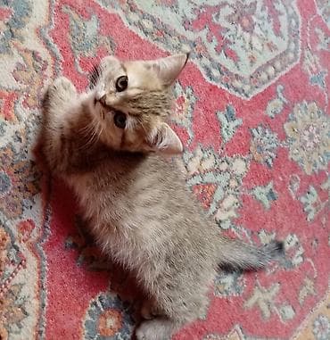 ari ailəsi: Tabbi, Erkək, Ünvandan götürmə — 1