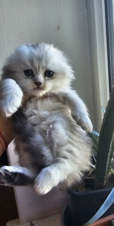 1 azn pişik: Şotland, Erkək, Dişi, Yaxşı əllərə, Pulsuz çatdırılma, Ödənişli çatdırılma — 14