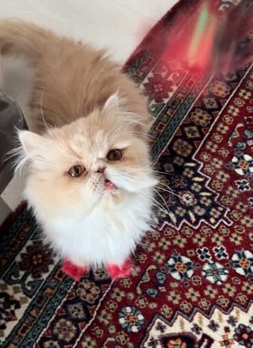 fars pişik: Fars — 1