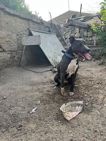 heyvan it: Pitbul — 2