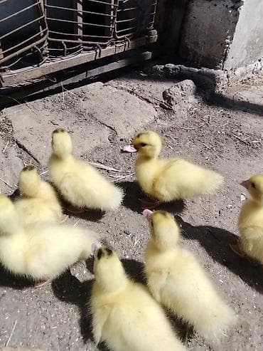 hinduşqa yumurtası: Dişi, | Lal ördək, Damazlıq — 5