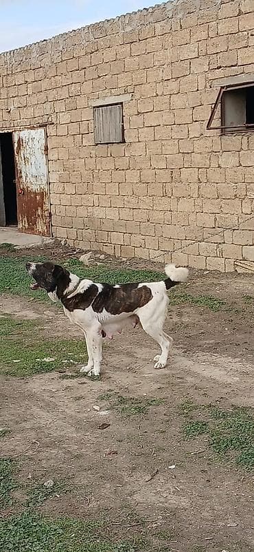 barter itlə: Qurdbasar, 4 il, Dişi — 4