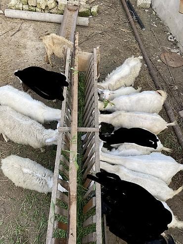 alpin keçi: Salam. Allah hamının malına bərəkət versin. Hamısı Rus keçiləridi.5 — 4