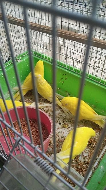 el meymunu: Tamamilə sari rəngdə olan sevimli tutuquşu qirmizi göz qiymet birine — 5