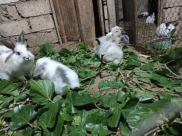 Gəmiricilər: Dovşan ferması satılır çoxdu içində balalar böyüklər hamilələr var — 6