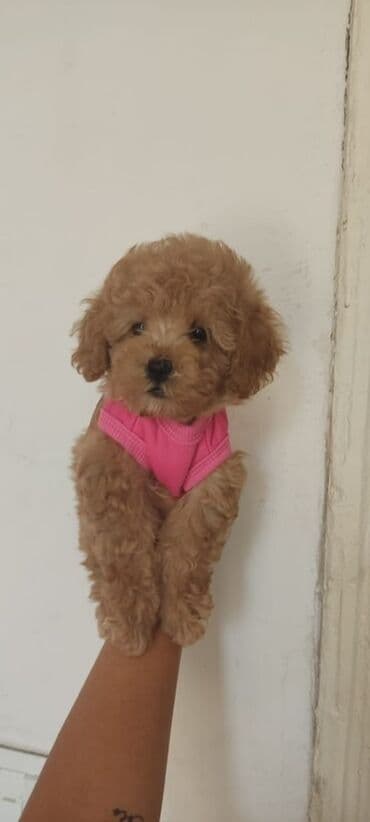 щенок в добрые руки: Пудель — 4