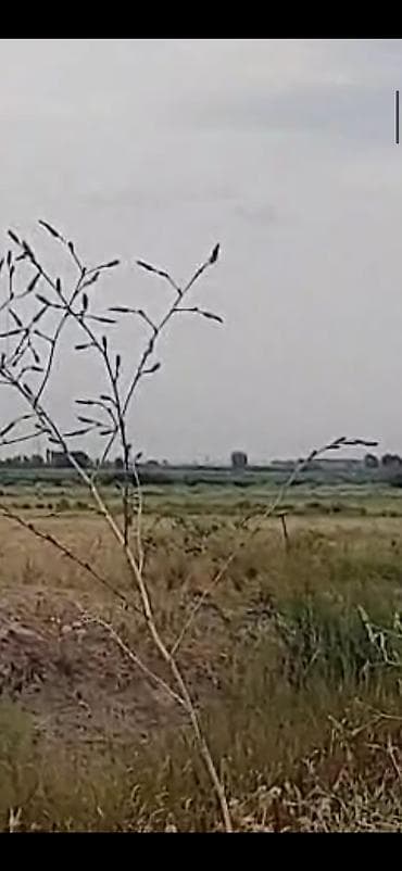 Metal fermalar: Ferma və təsərrüfat kompleksi - Heyvandarlıq üçün tikililər: uzun — 8