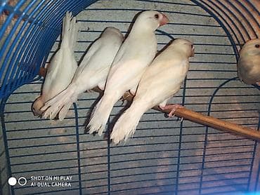 pisik satilir: Amadinlər satılır risovka amadin yapon zebra amadinləri — 3