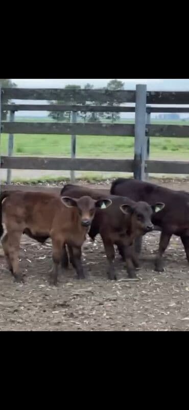 at və eşşəyin cütləşməsi: Məhsul: Qara və tünd qəhvəyi rəngli buzovlar (ətlik tip) Təsvir: - — 8