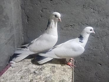 Digər heyvanlar: Ağ rəngli, boyun hissəsində qara naxışları olan nümayiş və uçuş üçün — 1