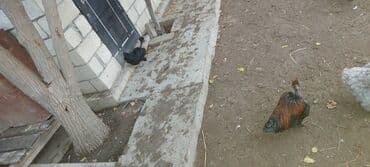 Kabellər: Qısaca Bu Toyuq və Xoruz Sultan cinsi ilə Silkie Ayam Cemani qarışığı — 5