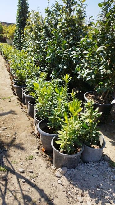 badam qiyməti: Xan cinar 3metir 4 metrlik 15 azin çox alsaz mzakire olunacaq — 13