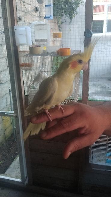 Nimfa (cockatiel) tuturğayı – evdə saxlanmaq üçün ideal sevimli orta