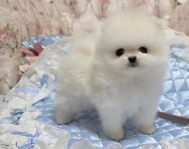 Шпиц, 2 месяца, С родословной — 1