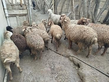 pisik evi satilir: Məhsul: Qoyun sürüs 12 quzudu erkek disili biri 200 basdiyir 240 kimi — 1