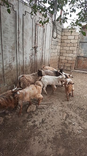 keçi: Cins: yerli uzun tüklü keçilər Məhsul: çoxsaylı keçi sürüsü — 7