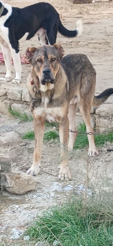 отдам в хорошие руки маленькую собачку: Qurdbasar, 2 il, Erkek, Peyvəndli, Pulsuz çatdırılma — 18