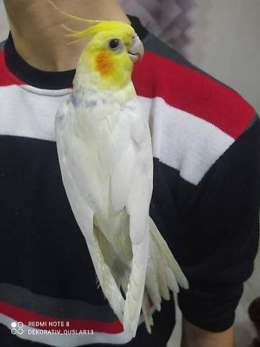 qarğa balası: Salam danisan quslar satilir. Yaslari ferqlidir. Quslar dislemir — 3